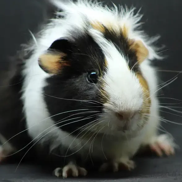 gros-plan-sur-un-cochon-inde-visite-a-domicile-chat gros-plan-sur-un-cochon-inde-blanc-cannelle-noir-visite-a-domicile-chat
