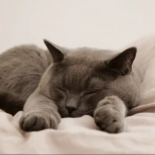 chat-charteux-allonge-de-face-serenity-cat-pet-sitter-fiable chat-charteux-allonge-de-face-serenity-cat-pet-sitter-fiable