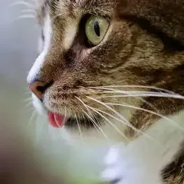 serenity-cat-nac-service-de-garde-de-chats-et-NAC-armentieres-chat-de-profil-qui-tire-la-langue