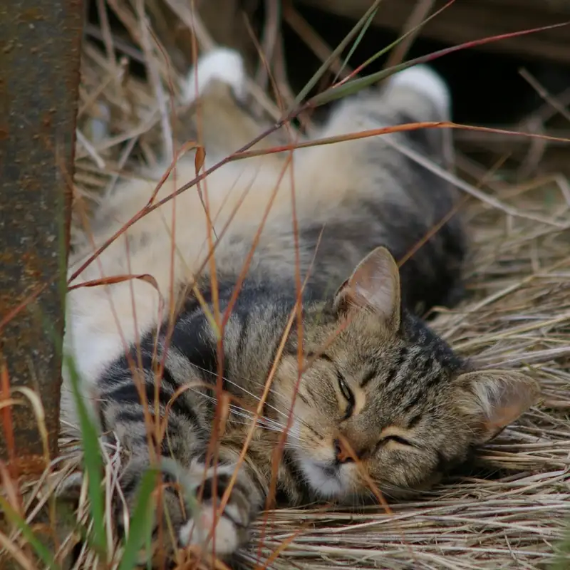 chat-etendu-sur-le-dos-dans-les-herbes-serenity-cat-pet-sitter-fiable chat-etendu-sur-le-dos-dans-les-herbes-serenity-cat-pet-sitter-fiable