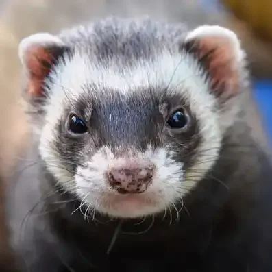 serenity-cat-nac-service-de-garde-de-chats-et-NAC-tete-de-furet-de-face-putoise