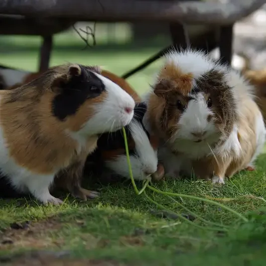 trio-de-cochons-d-inde-serenity-cat-pet-sitter-fiable trio-de-cochons-d-inde-serenity-cat-pet-sitter-fiable