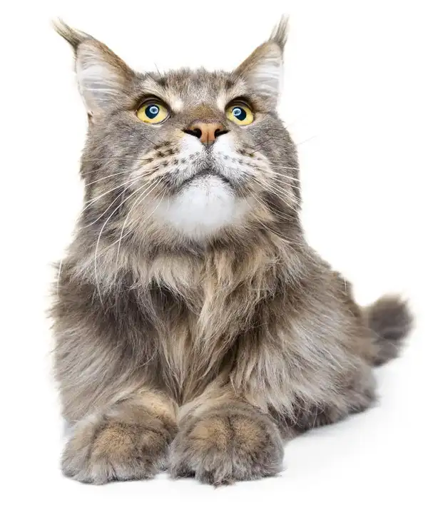 serenity-cat-nac-service-de-garde-de-chats-et-NAC-armentieres-maine-coon-allonge-de-face