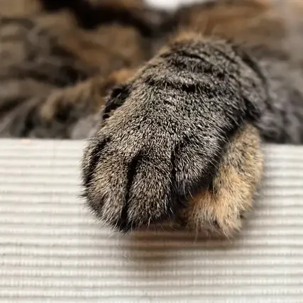 pattes-de-chat-croisees-serenity-cat-pet-sitter-fiable