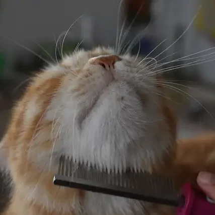 chat-qui-est-peigne-serenity-cat chat-qui-est-peigne-serenity-cat